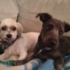 Man's Best Friend gallery