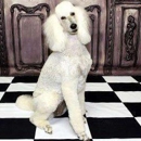 Dog Gone Beautiful - Pet Grooming