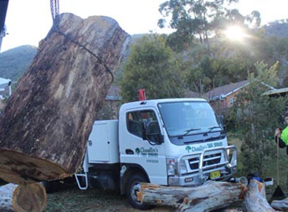 Chandler's Tree Service - East Tamworth, NSW. Professional And Efficient Tree Maintenance
