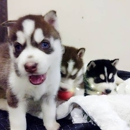 Blue eyes Siberian Husky - Pet Stores