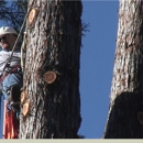 Fine Tree Care - Tree Service