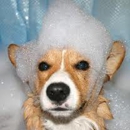 Doggie Deli and Spa - Pet Stores