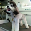 Chow Bella Mobile Grooming gallery