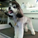 Chow Bella Mobile Grooming - Mobile Pet Grooming