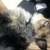 Pacific Beach Veterinary Clinic, A Thrive Pet Healthcare Partner gallery