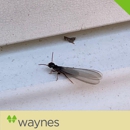 Waynes Pest Control - Termite Control