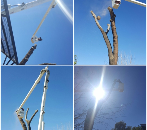 Arborist Standards Tree Care - Cottonwood, AZ. #treeremoval