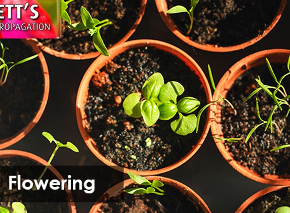 Levett's Plant Propagation - Port Sorell, TAS. Flowering