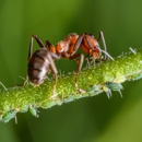 Honest Pest Solutions - Pest Control Equipment & Supplies