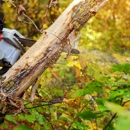 M. Ramirez Tree Service - Tree Service
