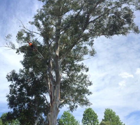 Tree Solutions - Rainbow Flat, NSW. Professional Tree & Stump Removal Services