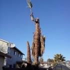 Fast Tree Service