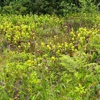 Darlingtonia State Natural Site gallery