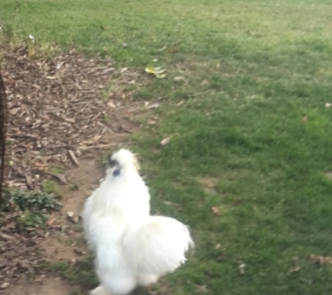 The Flower Farm Inn - Loomis, CA. Chickens roaming the property!