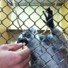Fort Rickey Discovery Zoo gallery