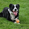 Best Life K9 Academy gallery