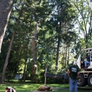 Tomahawk Tree Service - Tree Service