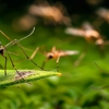 Battleline Pest Management gallery