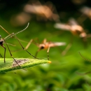 Battleline Pest Management - Pest Control Equipment & Supplies