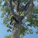 Rumaldo Landscape & Tree Service - Tree Service