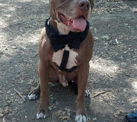 Del Paso Veterinary Clinic - Sacramento, CA. Got his rabies in time to be allowed at the park to be in wedding. Thank you Del Paso vet clinic