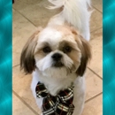 Downtown Woody's Grooming Salon - Pet Grooming
