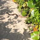Critter Control of Augusta - Pest Control Services