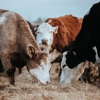 Nicks Northern Hay and Feed gallery