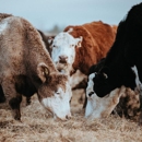 Nicks Northern Hay & Feed - Hay