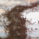 Dolphin Pest Control - Pest Control Equipment & Supplies