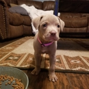 Canine Connection - Pet Boarding & Kennels