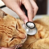 Madison Veterinary Clinic gallery