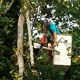 Lake Murray Tree Care