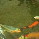 Crosstimber Koi of Edmond, LLC - Ponds & Pond Supplies