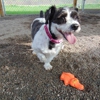 Cameo Kennels & Day Care gallery