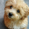 Cute Puppies gallery