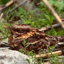 Birds Bees Wildlife Control - Pest Control Services