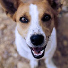 Veterinary Dentistry & Oral Surgery of Rhode Island
