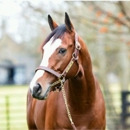 Glen Hill Farm - Farms