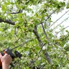 Grealish Tree Service gallery