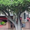 Shady's Burgers & Brewhaha gallery