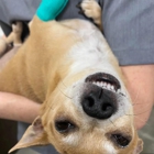 Liberty Hill Animal Hospital