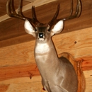 Testons Taxidermy - Taxidermists