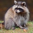 Heartland Humane Bat Removal - Pest Control Services