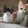 St. Clair Veterinary Clinic gallery