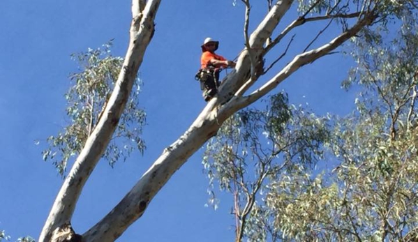 Kendall's Tree Service - Lake Albert, NSW. tree climber wagga