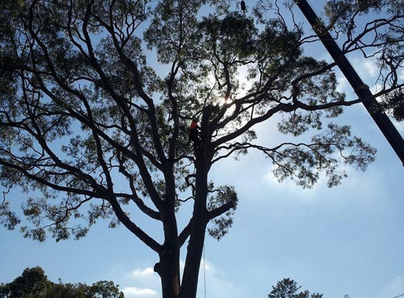 Plumb Trees - Croydon Park, NSW
