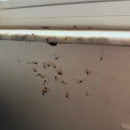 Webenex Services Pest Control - Pest Control Services