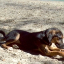 Poochie's Swim & Play Park - Pet Sitting & Exercising Services