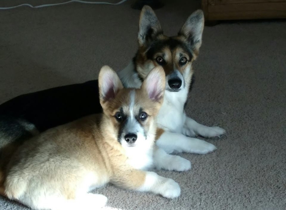 Rose Veterinary Hospital - Canon City, CO. Toka and Bear.  Two of Dr. Rose's patients.